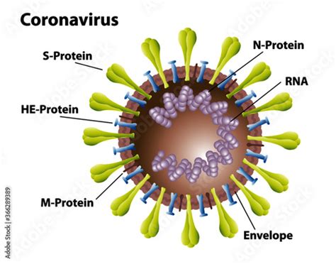 Coronavirus Morphology Of Covid 19 Virus Structures With Labels Of