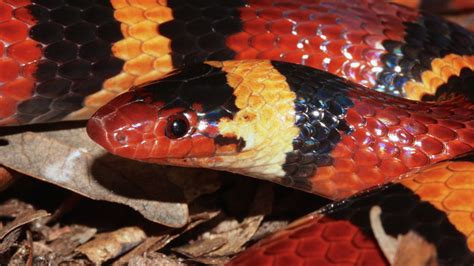 How The Kingsnake Is Still Fooling Predators Into Thinking Its