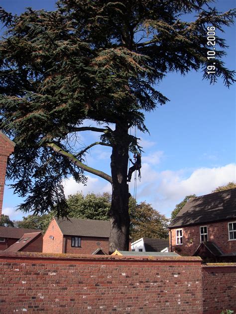 Most trusted tree service in arkansas. Ace Tree Services | Ace Tree Services | Tree Surgery In ...