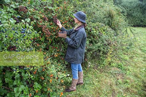 Woman Foraging Wild Stock Photo By GAP Photos Image 0398723