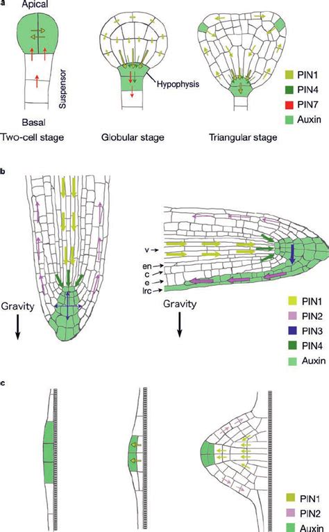 Schematic Representations Of Pin Mediated Polar Auxin Transport A