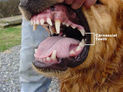 You'll see your puppy drool excessively, nature's lubricant. Dogs Love These Chews, but They Fracture Teeth Like Crazy ...