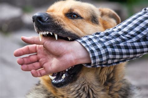 Triggers Why Do Dogs Attack And Bite Scott Goodwin Law