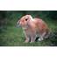 Rabbit  Encyclopedia Of World Photo