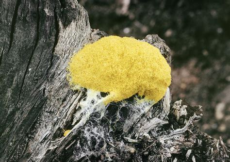 Dog Vomit Slime Mold Photograph By Perennou Nuridsany Fine Art America