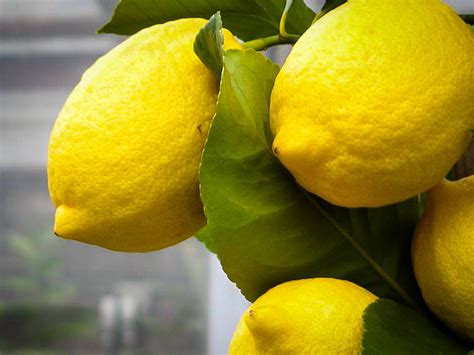 They are attractive landscape trees with glossy green leaves and an attractive shape. Eureka Lemon Trees For Sale Online | The Tree Center™