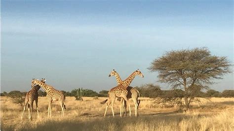 Saving The Last West African Giraffes In Niger Bbc News