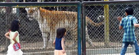Karachi Zoo Exploring The Wildlife Wonderland