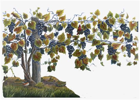 Grapevine Clipart Watercolor Grape Vine Plant Png Transparent Png