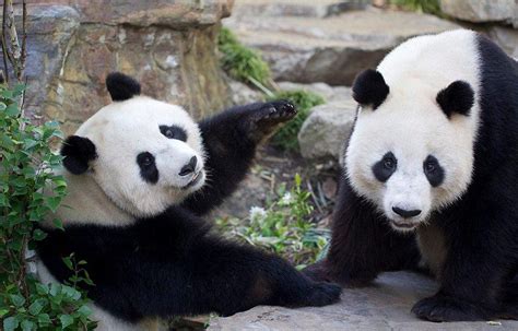 Adelaide Zoos Giant Pandas Within Days Of The Annual Breeding Season