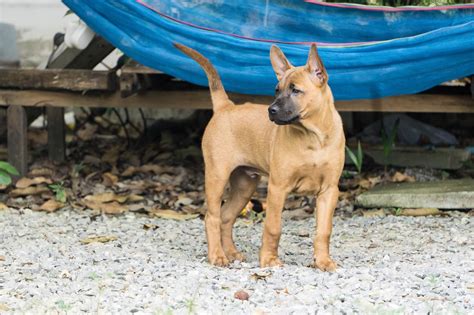 Black Mouth Cur Owners Guide What To Know Before Buying