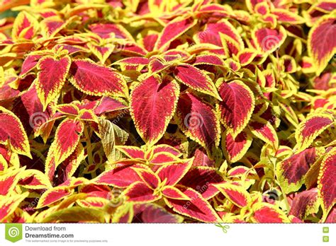 Beautiful And Bright Flowers Of The Coleus Stock Image Image Of