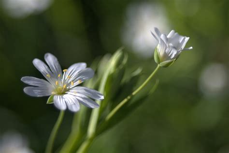 Depth Of Field Photography Of Two White Petaled Flowers Hd Wallpaper
