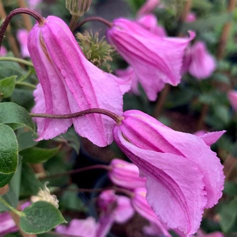 Limited time sale easy return. Buy clematis (group 3) Clematis 'Alionushka': Delivery by ...