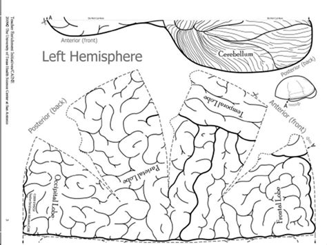 Free Printable Blank Brain Download Free Printable Blank Brain Png