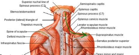 neck muscles base of skull - ModernHeal.com