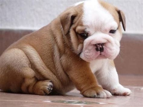 Check spelling or type a new query. So fat and cute. | Dogs Delightful | Pinterest