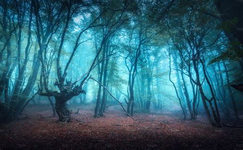 Beautiful Dark Mystical Forest Containing Forest Tree And Autumn