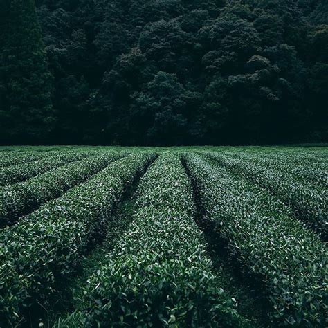 Most white teas are produced in the fujian province of china. beautiful by @hichalffy of a Tea Plantation in Hangzhou, China, the same region our Dragonwell ...