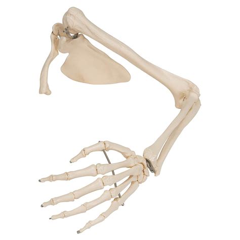 Human Arm Bone Anatomy Long Bones Short Bones And Flat Gross