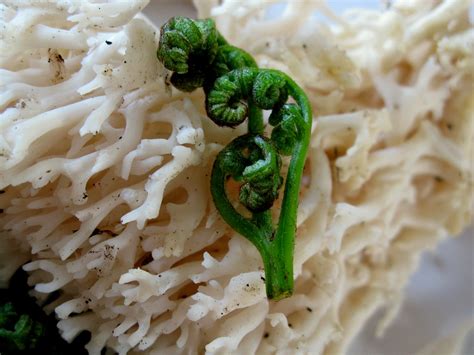 White Coral Mushroom Questionable Fiddlehead Ramariopsis Flickr