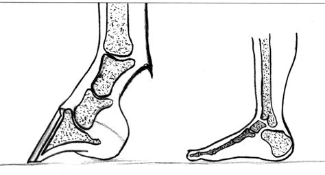 Horse Leg Bone Diagram