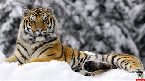 Bengal And Siberian Tiger Facts And Conservation Efforts Owlcation