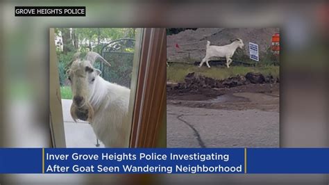 Police ‘investigoating’ After Goat Seen Wandering Around Inver Grove Heights Youtube