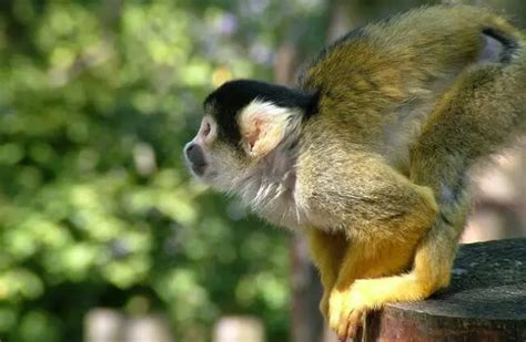 Squirrel Monkey Description Habitat Image Diet And Interesting Facts