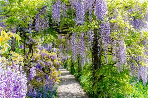 How To Grow Wisteria Care And Growing Tips Horticulture