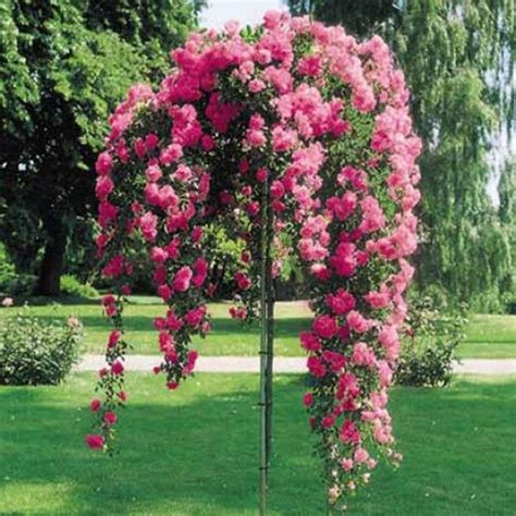 Evert kj., ballard (deceased) e.b., elsworth d.j., oquiñena i., schmerber jm., stipe (deceased) r.e. Weeping China Doll Tree Rose