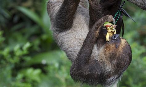 How to stop cat hiccups? Why are sloths slow? And six other sloth facts | Stories | WWF