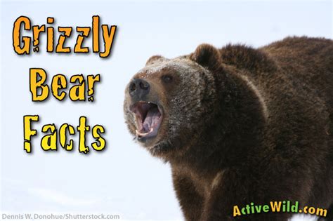 Grizzly Bear Facts Chart