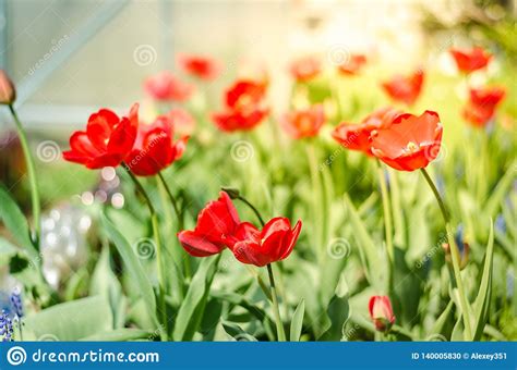 Beautiful Nature Scene With Blooming Red Tulip In Sun