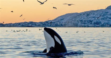 Time Is Running Out For British Columbias Killer Whales Huffpost