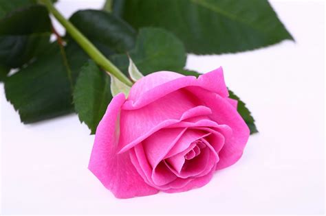 Free Photo Pink Single Rose Bloom Droplets Flower Free Download