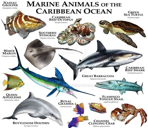 Marine Animals Of The Caribbean Oceanroger D Halla Scientific