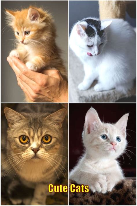 I'm sure this has been asked a million times. Cat care recommendations. A cat's habits can be a very ...
