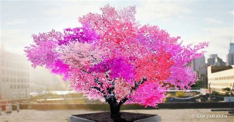 The 15 Most Beautiful Trees In The World Different Kinds