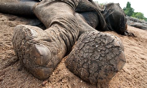 Elephants and ivory - protecting the world's largest land ...
