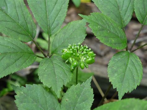 The allure of ginseng | Garden Conversations
