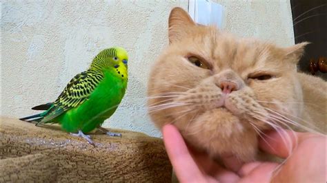 An Unusually Close Friendship Between A Bird And A Cat Youtube