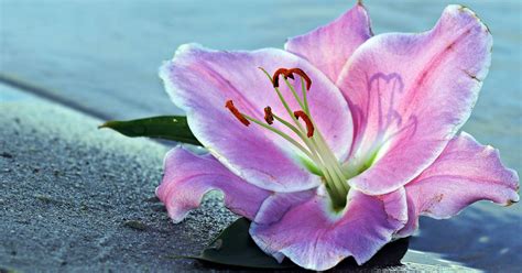 Wow 16 Gambar Bunga Lily Wallpaper Gambar Bunga Indah