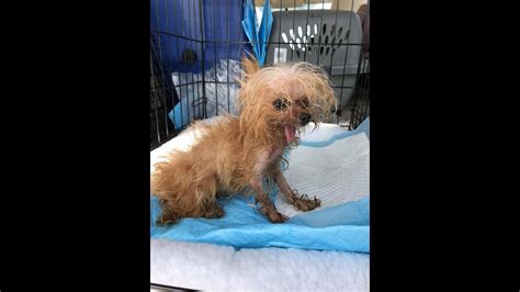 We recommend you rescue a labradoodle (or any dog) before you buy a puppy from a breeder. Another Puppy Mill shut down by Florida Yorkie Rescue ...