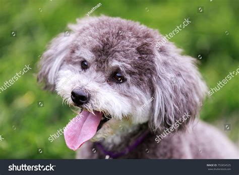 Schnoodle Cross Between Schnauzer Poodle Head库存照片755854525 Shutterstock