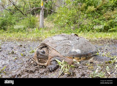 Common Snapping Turtle Covered In Mud Chelydra Serpentina Stock Photo
