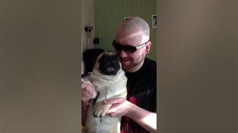 Pug Playing Drums Youtube