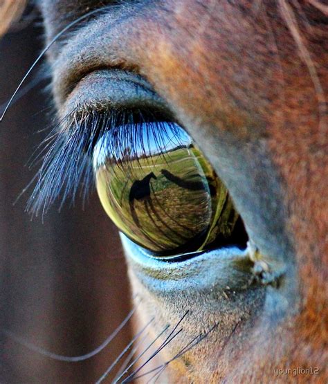 This is an tutorial for you who want to se how i draw to make a horse eye. "horses eye with reflection" by younglion12 | Redbubble