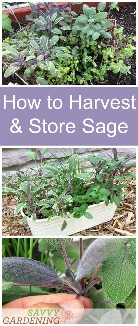 Maybe you would like to learn more about one of these? Growing a Culinary Herb Garden offers Fresh Homegrown ...