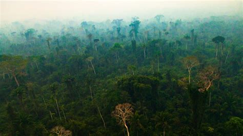 10 Amazing Amazon Rainforest Images - Fontica Blog